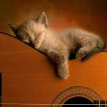 Treatment and daily care of cat eye diseases