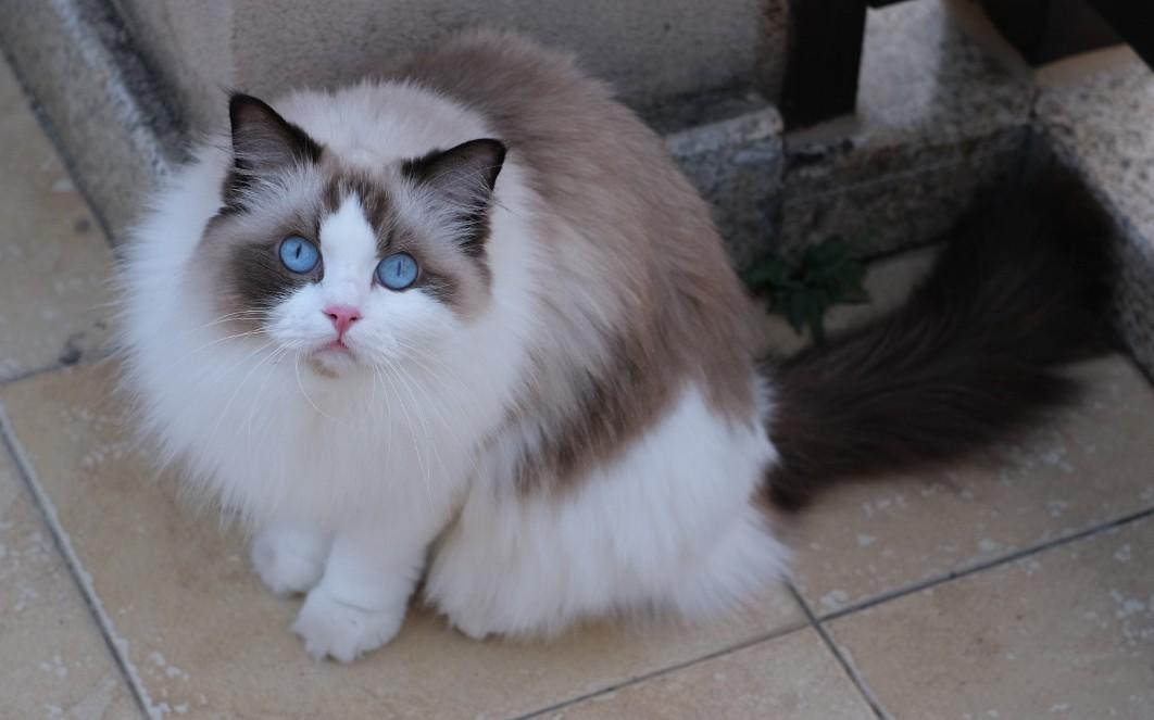 cat-behavior-milk-treading