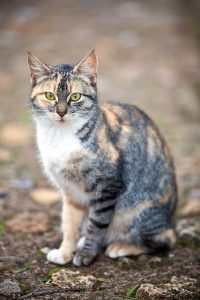 cat-feed-calico-cat-XX-and-XY-mosaics
