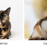 Calico cats
