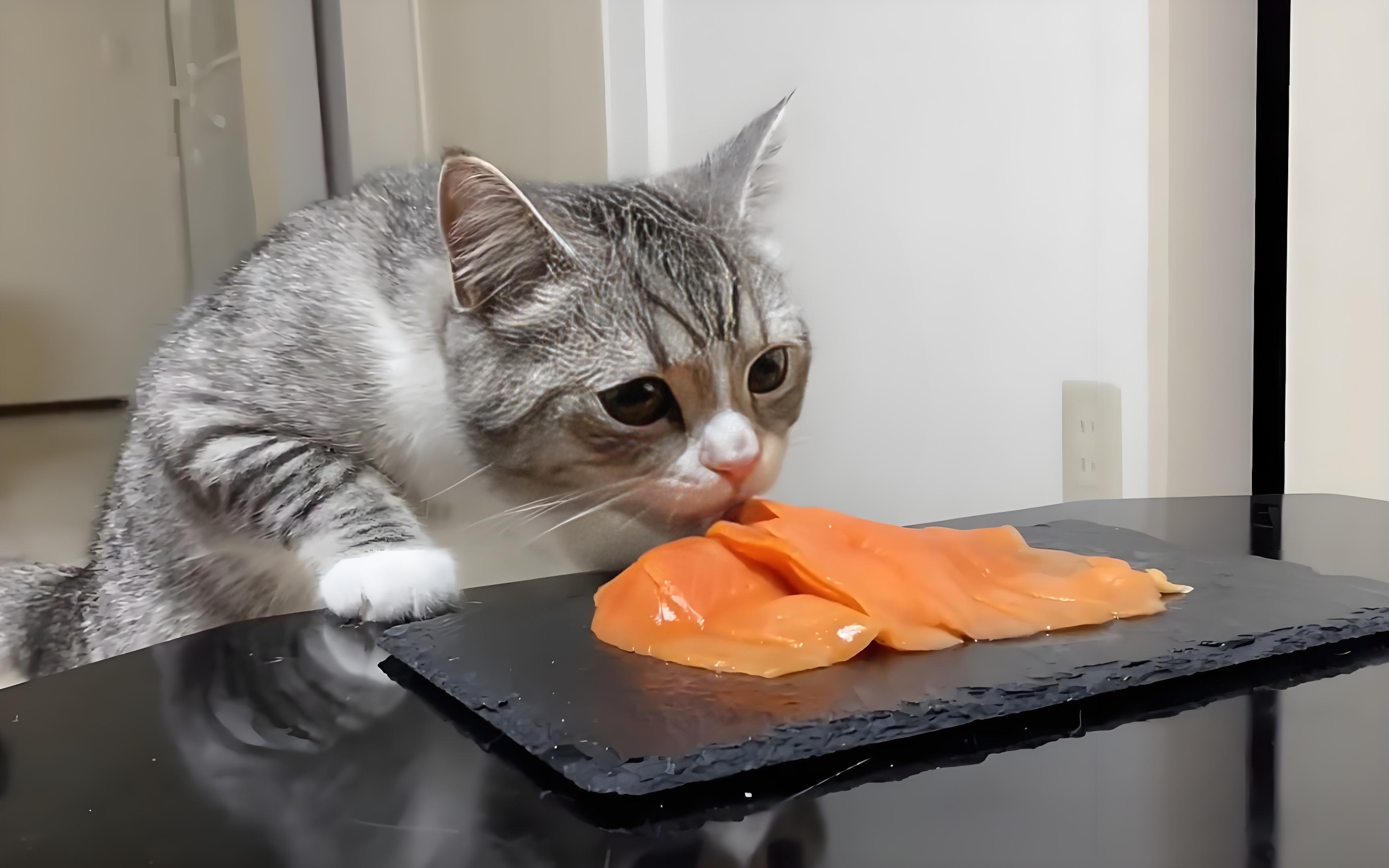 cat-food-fish