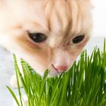 Why do cats eat grass?