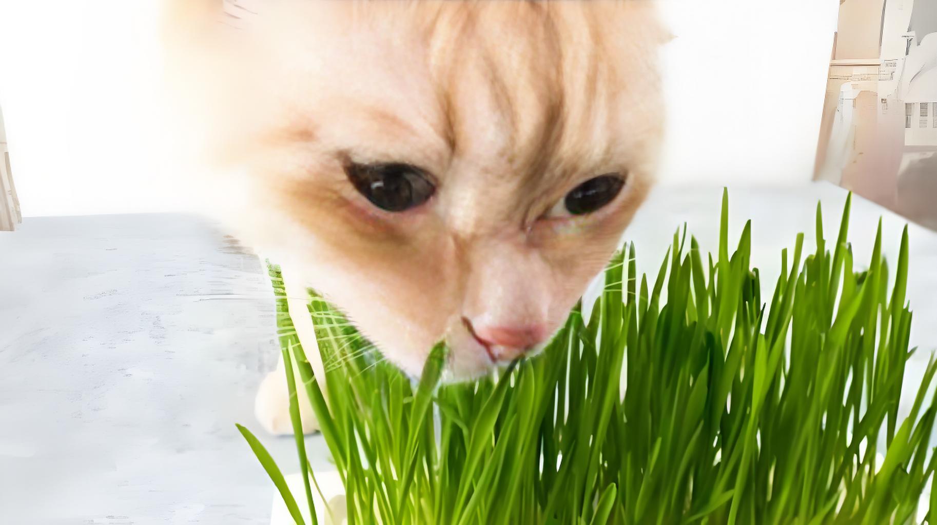 cat eat grass
