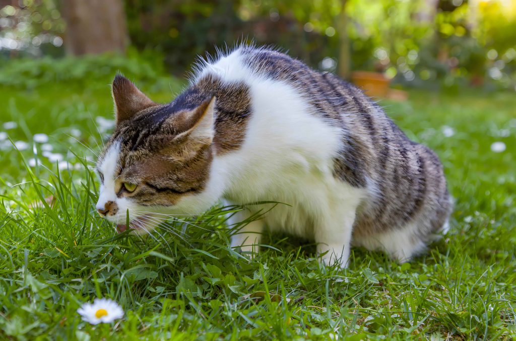 cat eat grass