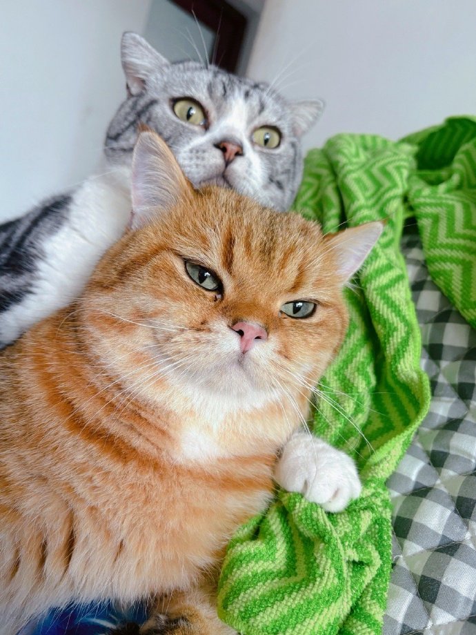 Decoding Cat Behavior: A Comprehensive Guide from Mysterious Thoughts to 