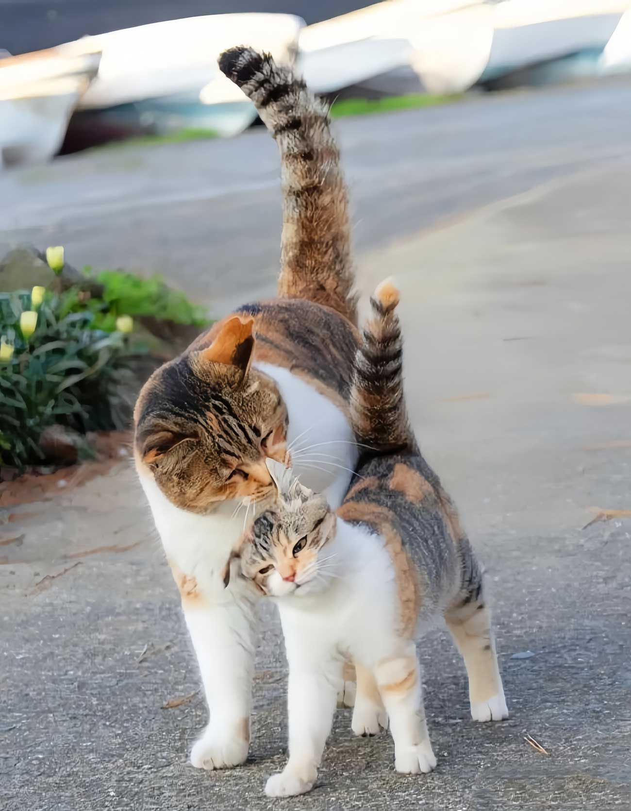 Decoding Cat Behavior: A Comprehensive Guide from Mysterious Thoughts to 