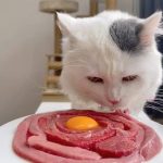 Will Cats Be Healthier Eating Raw Meat? Uncovering the “Wild Feast” of Feline Friends