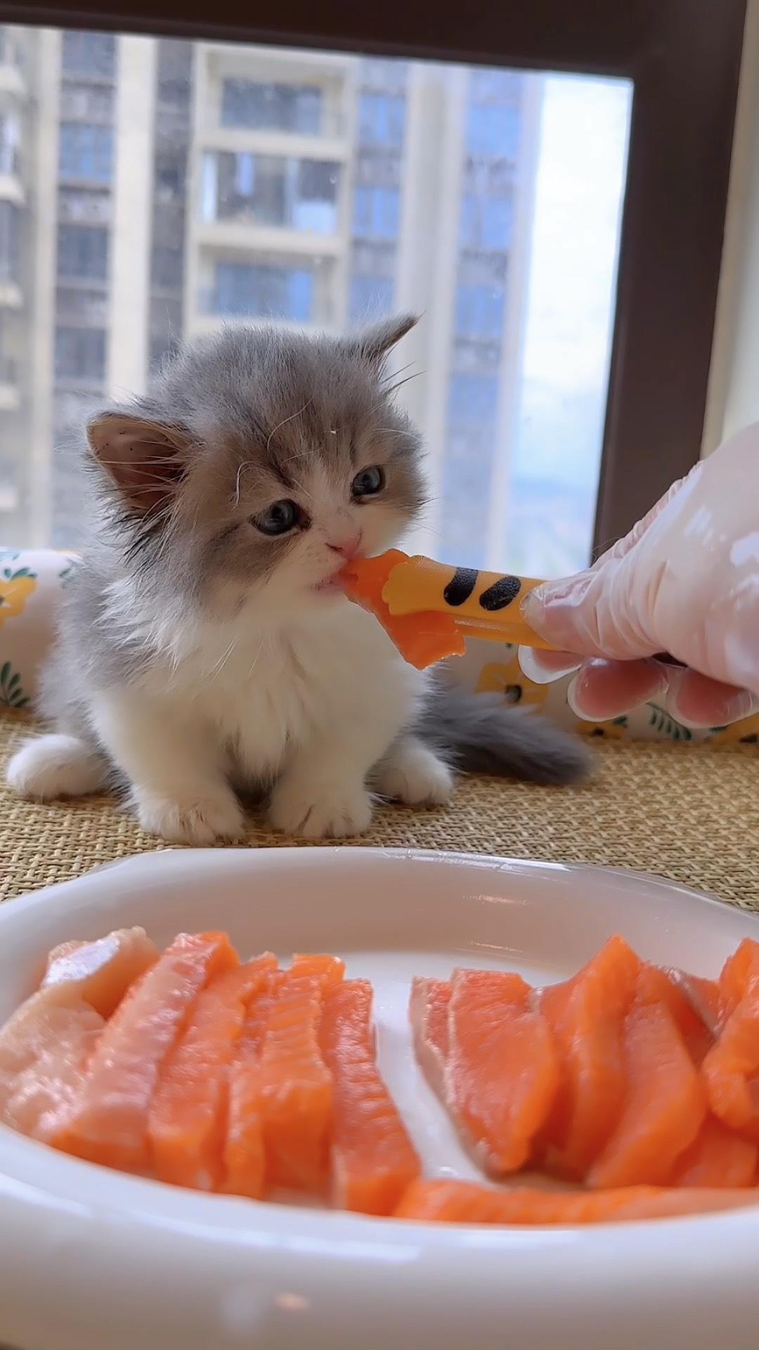 Will Cats Be Healthier Eating Raw Meat? Uncovering the 