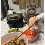 How Long Can Cats Go Without Food? Understanding Feline Dietary Needs and Health Tips