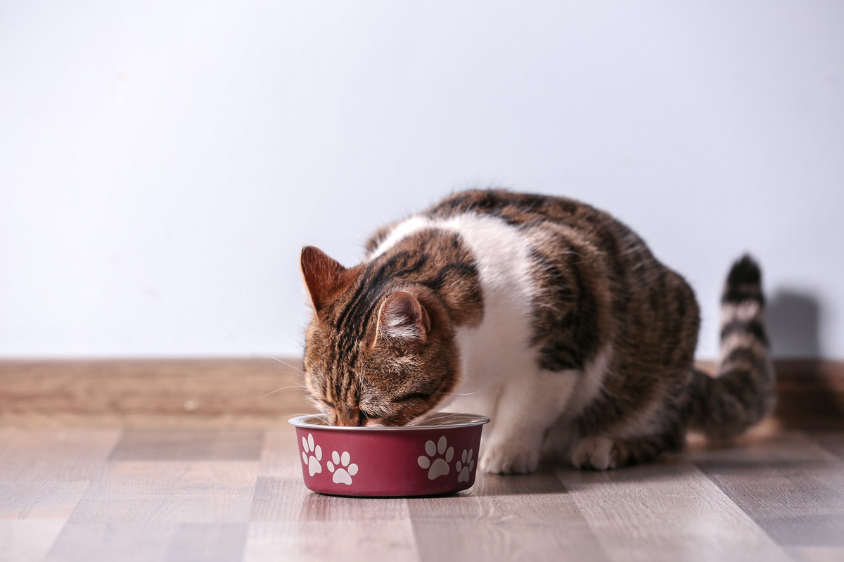 How Long Can Cats Go Without Food? Understanding Feline Dietary Needs and Health Tips - Image 2