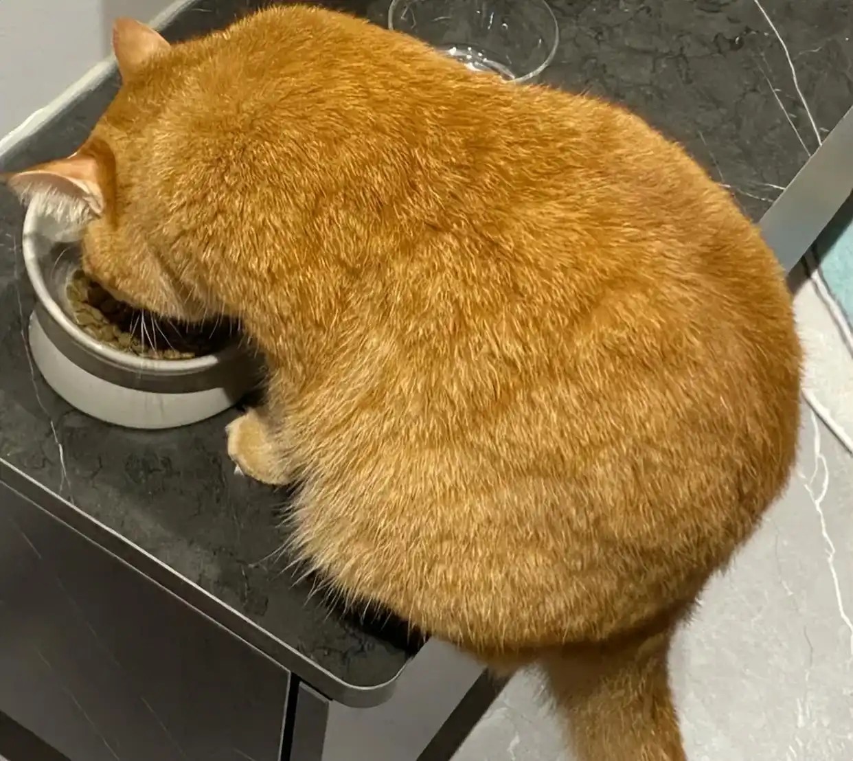 How Long Can Cats Go Without Food? Understanding Feline Dietary Needs and Health Tips - Image 3