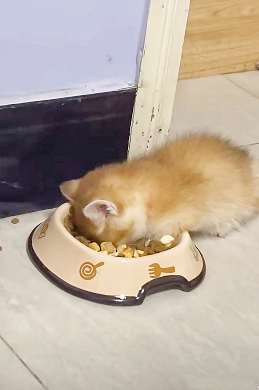 How Long Can Cats Go Without Food? Understanding Feline Dietary Needs and Health Tips - Image 4