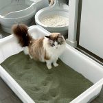 How to Train a Cat to Use the Toilet: A Step-by-Step Guide to Ditching the
            Litter Box