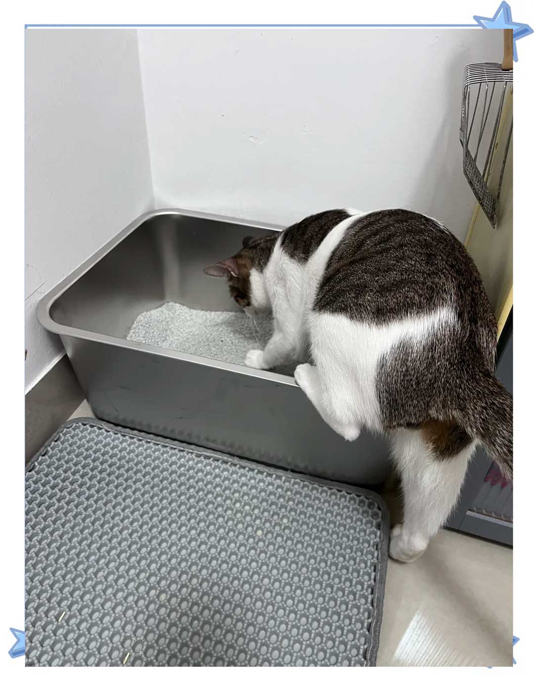 How to Train a Cat to Use the Toilet: A Step-by-Step Guide to Ditching the Litter Box - Image 2