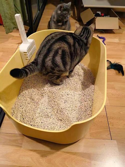 How to Train a Cat to Use the Toilet: A Step-by-Step Guide to Ditching the Litter Box - Image 3