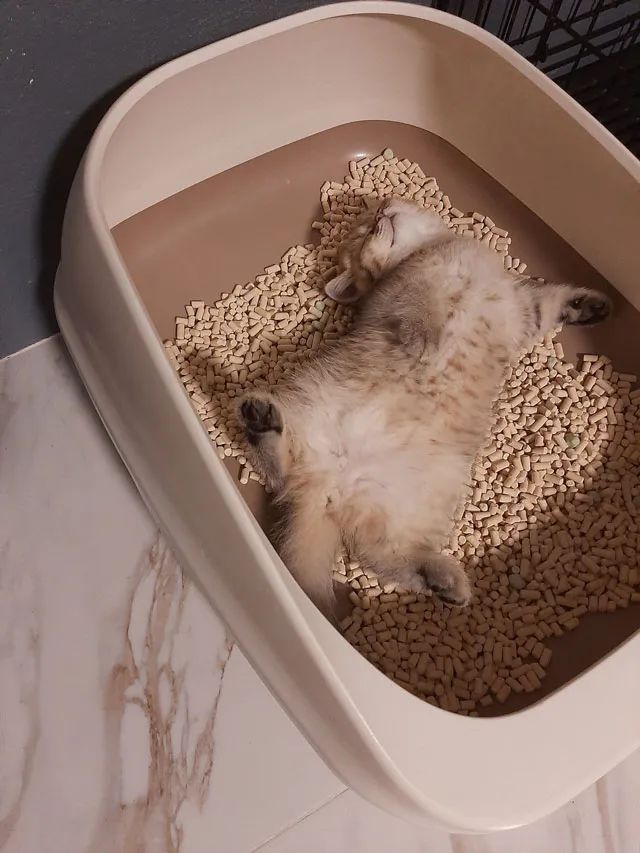 How to Train a Cat to Use the Toilet: A Step-by-Step Guide to Ditching the Litter Box - Image 4