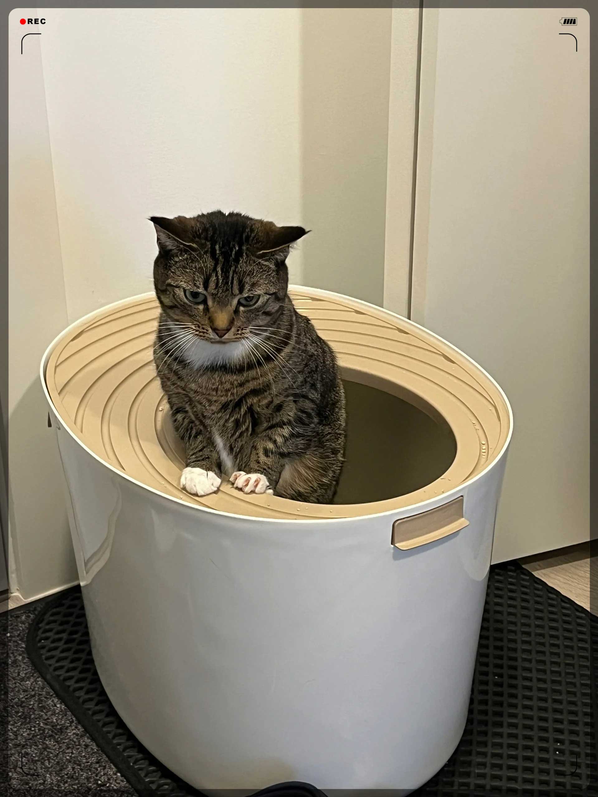 How to Train a Cat to Use the Toilet: A Step-by-Step Guide to Ditching the Litter Box - Image 5