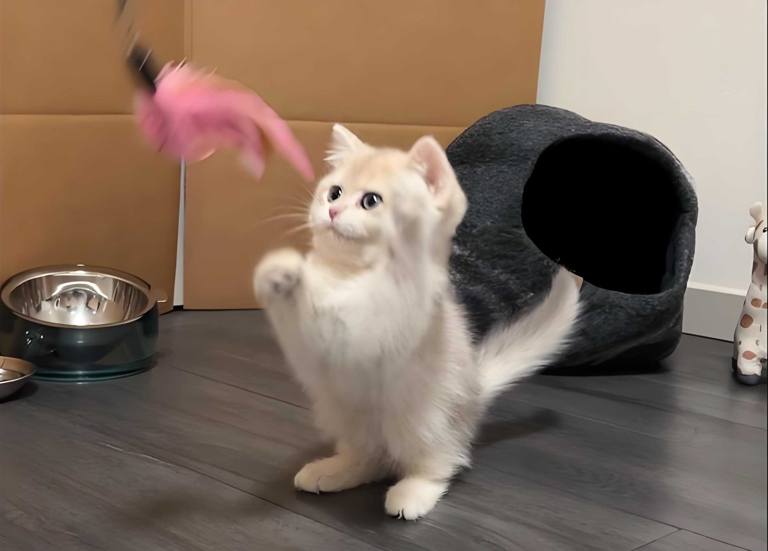 Cat training with positive reinforcement